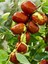 Videolu Özel Hünnap Fidanı 80-110 cm Saksılı Çiçekli Bodur Bitkiler (Medlar) 3