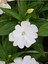 Videolu Beyaz Cam Güzeli Çiçeği Adet Saksılı 10-30 cm Yeni Gine Çiçeği (Impatiens New Guinea) 1