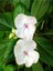 Videolu Beyaz Cam Güzeli Çiçeği Adet Saksılı 10-30 cm Yeni Gine Çiçeği (Impatiens New Guinea) 3