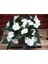 Videolu Beyaz Cam Güzeli Çiçeği Adet Saksılı 10-30 cm Yeni Gine Çiçeği (Impatiens New Guinea) 5