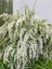 Videolu Beyaz Ispirya Çiçeği Fidan 3 Adet Saksılı/ Tüplü 50-70 cm Bahçe Bitkisi (Spirea) 2