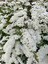 Videolu Beyaz Ispirya Çiçeği Fidan 3 Adet Saksılı/ Tüplü 50-70 cm Bahçe Bitkisi (Spirea) 3