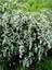 Videolu Beyaz Ispirya Çiçeği Fidan 3 Adet Saksılı/ Tüplü 50-70 cm Bahçe Bitkisi (Spirea) 4