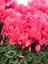 Videolu Bol Yapraklı Pembe 1 Adet Sıklamen Çiçeği Saksılı 30-55 cm (Cyclamen Flower) 2