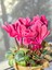 Videolu Bol Yapraklı Pembe 1 Adet Sıklamen Çiçeği Saksılı 30-55 cm (Cyclamen Flower) 3
