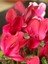 Videolu Bol Yapraklı Pembe 1 Adet Sıklamen Çiçeği Saksılı 30-55 cm (Cyclamen Flower) 4