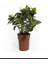 Videolu Müthiş Kokulu Salon Bitkisi Gardenya Çiçeği 1 Adet Saksılı 30-40 cm (Gardenia Flower) 2