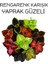 Karışık Renk Yaprak Güzeli 10 Adet Kolyos Mix (Coleus) 1