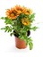 Kırmızı-Turuncu Sarı Gazanya Çiçeği 2 Adet Saksılı 10-20 cm Balkon/teras Çiçeği 3