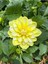 Videolu Sarı Yıldız Çiçeği Dalya Bitkisi 1 Adet Saksılı/ Tüplü 20-40 cm Bahçe Bitkisi( Dahlia) 1