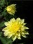 Videolu Sarı Yıldız Çiçeği Dalya Bitkisi 1 Adet Saksılı/ Tüplü 20-40 cm Bahçe Bitkisi( Dahlia) 3
