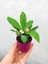 Videolu Pembe Çiçekli Milli Dikenler Tacı Mini 1 Adet Saksıda 5-10 cm Salon Bitkisi (Euphorbia) 3