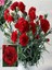 Videolu Kırmızı Karanfil (15-25 cm)1 Adet Saksılı Çiçekli Bodur Bitki Dianthus Caryophyllus 1