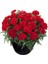 Videolu Kırmızı Karanfil (15-25 cm)1 Adet Saksılı Çiçekli Bodur Bitki Dianthus Caryophyllus 2