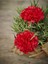 Videolu Kırmızı Karanfil (15-25 cm)1 Adet Saksılı Çiçekli Bodur Bitki Dianthus Caryophyllus 3