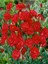 Videolu Kırmızı Karanfil (15-25 cm)1 Adet Saksılı Çiçekli Bodur Bitki Dianthus Caryophyllus 4