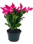 Videolu Canlı Renkli 1 Adet Yılbaşı Çiçeği Fidanı 5-20 cm Saksılı (Poinsettia) 3