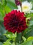 Videolu Kırmızı Yıldız Çiçeği Dahlia 1 Adet Saksılı 20-60 cm Dış Mekan Bitkisi (Dahlia) 1