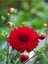 Videolu Kırmızı Yıldız Çiçeği Dahlia 1 Adet Saksılı 20-60 cm Dış Mekan Bitkisi (Dahlia) 2