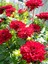 Videolu Kırmızı Yıldız Çiçeği Dahlia 1 Adet Saksılı 20-60 cm Dış Mekan Bitkisi (Dahlia) 3