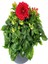 Videolu Kırmızı Yıldız Çiçeği Dahlia 1 Adet Saksılı 20-60 cm Dış Mekan Bitkisi (Dahlia) 4