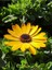 Videolu Sarı Bodrum Papatyası (30 - 40 cm)1 Adet Saksılı Çiçekli Bodur Bitki Osteospermum Fruticosum 4