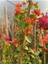 Sarmaşık Begonvil Bitkisi Bougainvillea 4