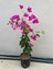 Mor Sarıcılı Begonvil Çiçeği 2 Yaş 80-110 cm Bougainvillea 1