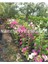 Mor Sarıcılı Begonvil Çiçeği 2 Yaş 80-110 cm Bougainvillea 2