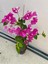 Mor Sarıcılı Begonvil Çiçeği 2 Yaş 80-110 cm Bougainvillea 3