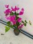 Mor Sarıcılı Begonvil Çiçeği 2 Yaş 80-110 cm Bougainvillea 4