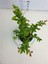 Videolu Kırmızı Bahardalı Çiçeği Fidanı 1 Adet Saksılı 40-60 cm Japon Ayvası (Chaenomeles Japonica ) 4