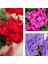 Videolu Karışık Renk 3 Adet Sardunya Çiçeği Fidanı 30-60 cm Saksılı (Geranium) 1