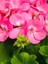 Videolu Karışık Renk 3 Adet Sardunya Çiçeği Fidanı 30-60 cm Saksılı (Geranium) 4
