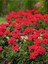 Videolu Karışık Renk 3 Adet Sardunya Çiçeği Fidanı 30-60 cm Saksılı (Geranium) 5