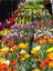 Videolu Karışık Renk 10 Adet Gazanya Koyun Gözü Çiçeği Fidanı 20-40 cm Saksılı (Gazania) 2