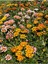 Videolu Karışık Renk 10 Adet Gazanya Koyun Gözü Çiçeği Fidanı 20-40 cm Saksılı (Gazania) 4