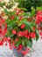 Videolu Kırmızı Begonya Küçük Hanım Çiçeği 1 Adet Saksılı 30-40 cm İç Mekan Bitkisi (Red Begonia) 1