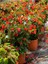 Videolu Kırmızı Begonya Küçük Hanım Çiçeği 1 Adet Saksılı 30-40 cm İç Mekan Bitkisi (Red Begonia) 4