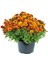 Videolu Koyu Turuncu Kasımpatı Çiçeği 1 Adet Saksılı 10-20 cm İç/ Dış Mekan Bitkisi (Chrysanthemum) 2