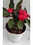 Videolu Kırmızı Milli Dikenler Tacı 1 Adet Saksılı 20-40 cm Salon Bitkisi Kaktüs (Euphorbia) 2