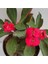 Videolu Kırmızı Milli Dikenler Tacı 1 Adet Saksılı 20-40 cm Salon Bitkisi Kaktüs (Euphorbia) 3
