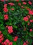 Videolu Kırmızı Milli Dikenler Tacı 1 Adet Saksılı 20-40 cm Salon Bitkisi Kaktüs (Euphorbia) 4