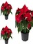 Videolu Atatürk Çiçeği Hediyelik 3 Adet Saksılı 40-70 cm İç Mekan Bitkisi ( Poinsettia) 1