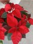 Videolu Atatürk Çiçeği Hediyelik 3 Adet Saksılı 40-70 cm İç Mekan Bitkisi ( Poinsettia) 2