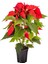 Videolu Atatürk Çiçeği Sevgililer Günü Hediyesi 1 Adet Saksılı 40-75 cm Canlı Bitki (Poinsettia) 2