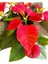 Videolu Atatürk Çiçeği Sevgililer Günü Hediyesi 1 Adet Saksılı 40-75 cm Canlı Bitki (Poinsettia) 3