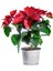 Videolu Atatürk Çiçeği Sevgililer Günü Hediyesi 1 Adet Saksılı 40-75 cm Canlı Bitki (Poinsettia) 5