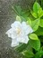 Anneler Günü Kokulu 1 Adet Kokulu Gardenya Çiçeği 30-50 cm Saksılı (Gardenia Flower) 3