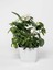 Anneler Günü Kokulu 1 Adet Kokulu Gardenya Çiçeği 30-50 cm Saksılı (Gardenia Flower) 4